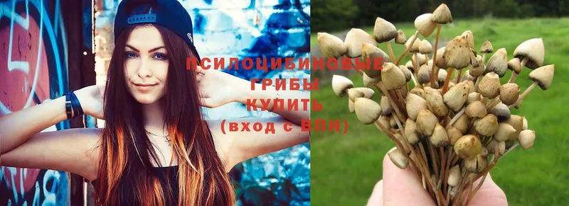 Псилоцибиновые грибы Psilocybine cubensis  Красновишерск 